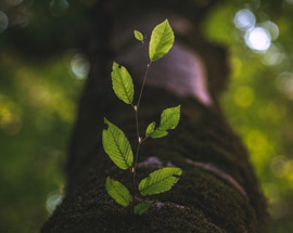 Business news: Restructuring for growth